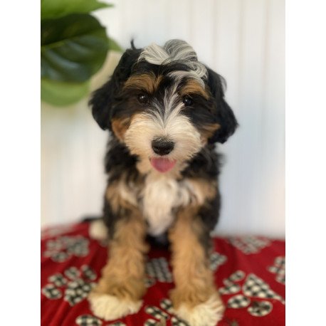 Bernedoodle BARN 1.20 Puppy is in USA
