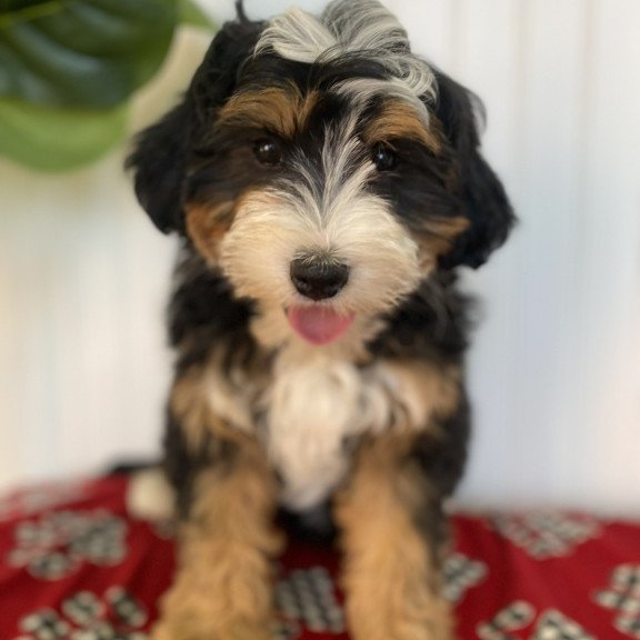 Bernedoodle BARN 1.20 Puppy is in USA