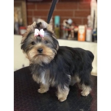 Yorkshire terrier Alva Verona