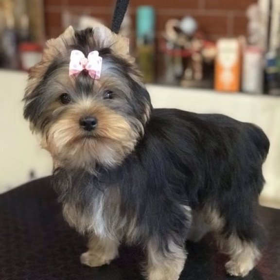 Yorkshire terrier Alva Verona