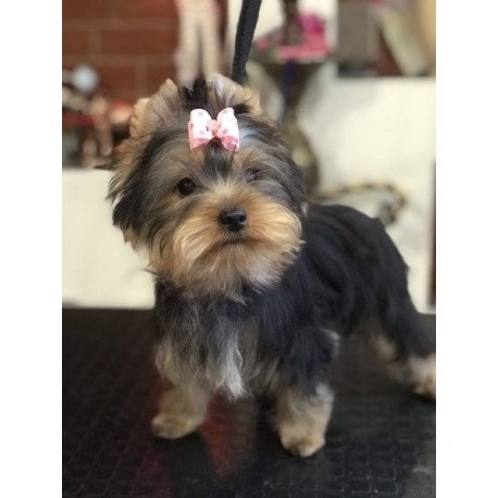 Yorkshire terrier Alva Verona