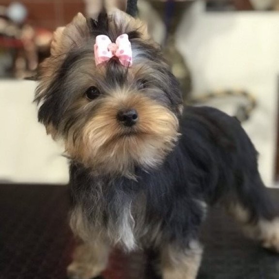 Yorkshire terrier Alva Verona