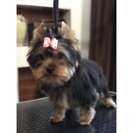 Yorkshire terrier Alva Verona
