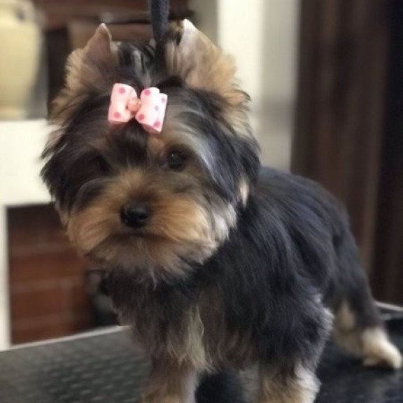 Yorkshire terrier Alva Verona