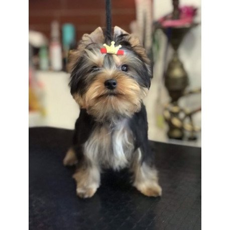 Yorkshire terrier Alva Verona