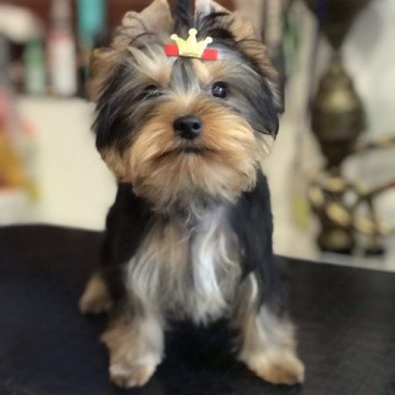 Yorkshire terrier Alva Verona