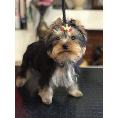Yorkshire terrier Alva Verona