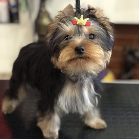 Yorkshire terrier Alva Verona