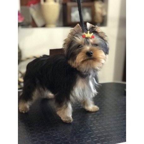 Yorkshire terrier Alva Verona