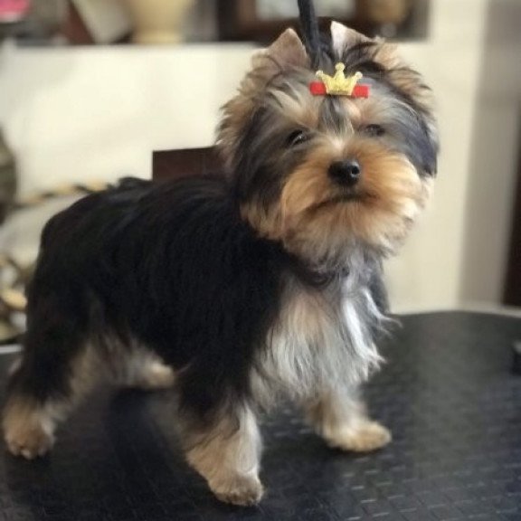 Yorkshire terrier Alva Verona