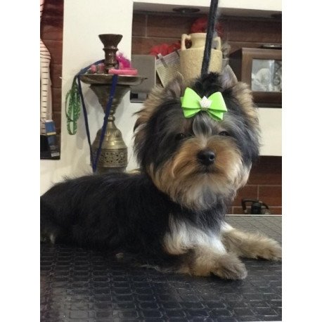Yorkshire terrier Alva Versal