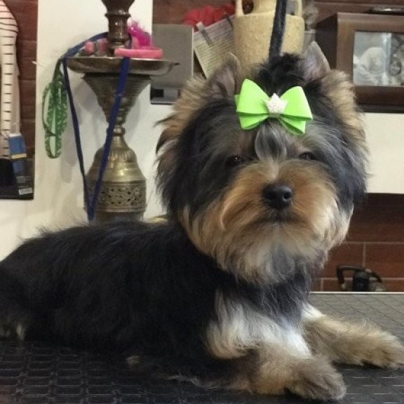 Yorkshire terrier Alva Versal