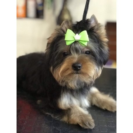 Yorkshire terrier Alva Versal