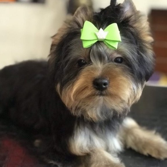 Yorkshire terrier Alva Versal