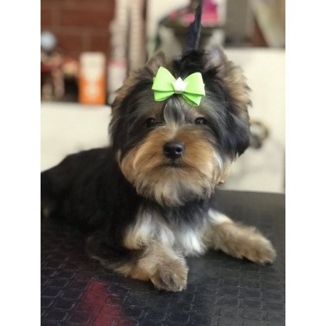 Yorkshire terrier Alva Versal