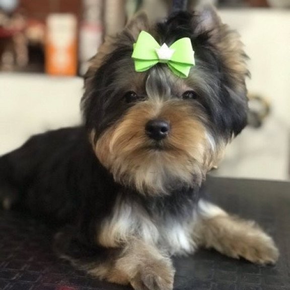 Yorkshire terrier Alva Versal