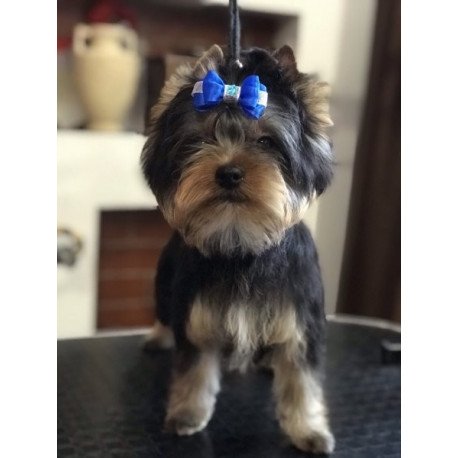 Yorkshire terrier Alva Versal