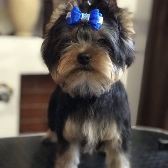 Yorkshire terrier Alva Versal