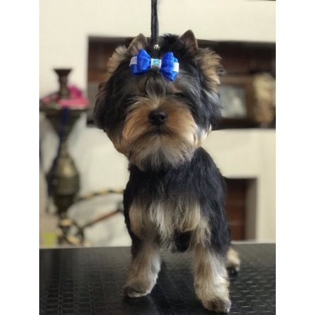 Yorkshire terrier Alva Versal