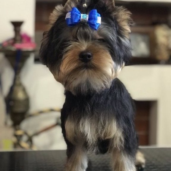 Yorkshire terrier Alva Versal
