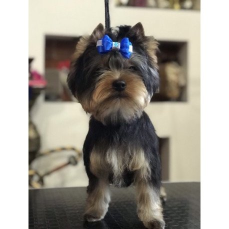 Yorkshire terrier Alva Versal