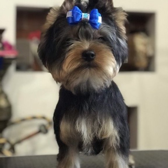 Yorkshire terrier Alva Versal