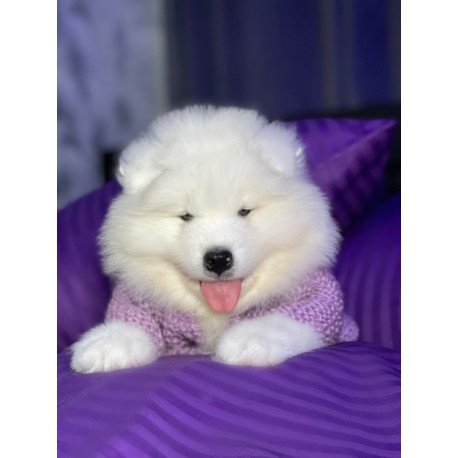 Samoyed Alva Crowned By Angels