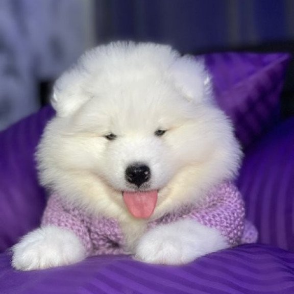 Samoyed Alva Crowned By Angels