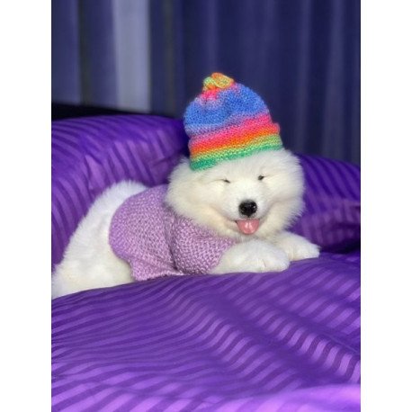 Samoyed Alva Crowned By Angels
