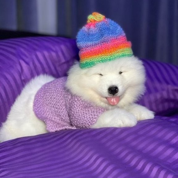 Samoyed Alva Crowned By Angels