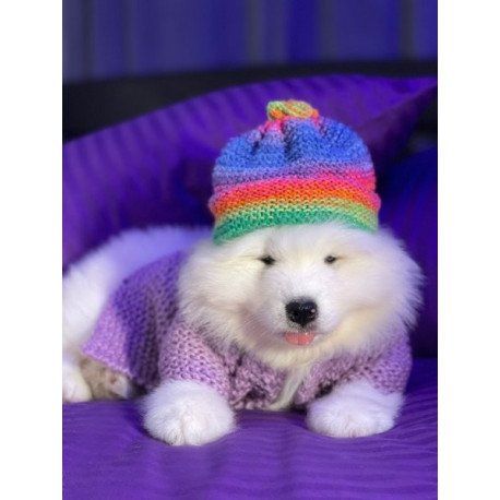 Samoyed Alva Crowned By Angels