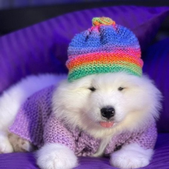 Samoyed Alva Crowned By Angels