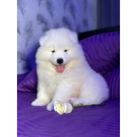 Samoyed Alva Crowned By Angels