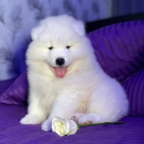 Samoyed Alva Crowned By Angels
