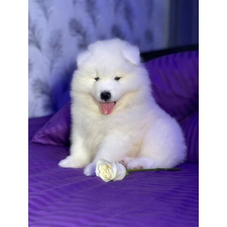 Samoyed Alva Crowned By Angels