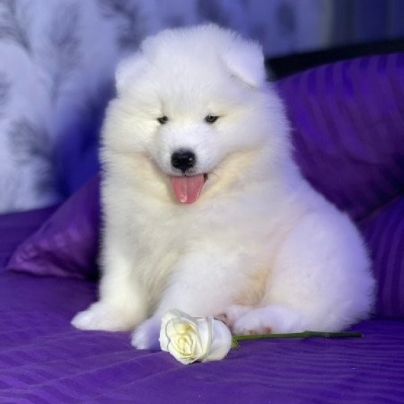 Samoyed Alva Crowned By Angels