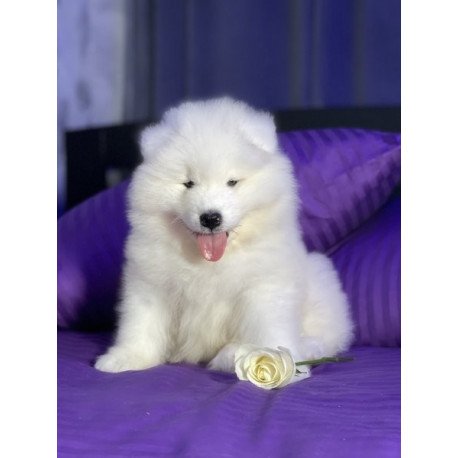 Samoyed Alva Crowned By Angels