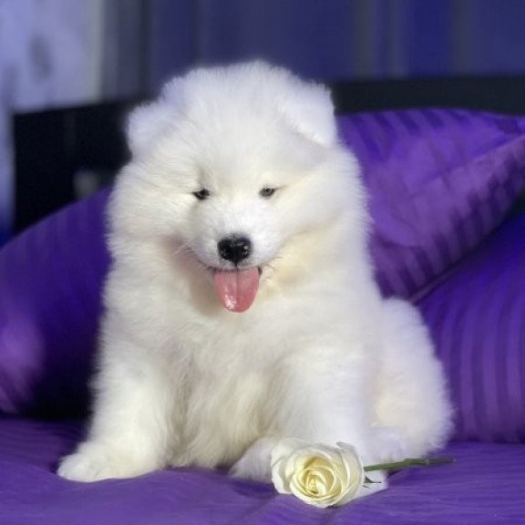 Samoyed Alva Crowned By Angels