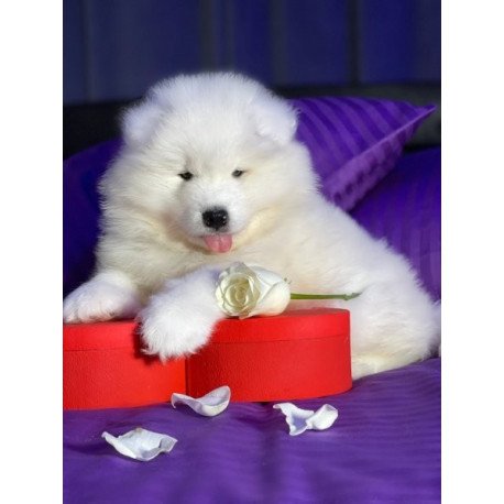 Samoyed Alva Crowned By Angels