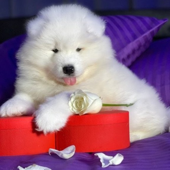 Samoyed Alva Crowned By Angels