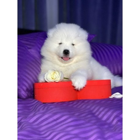 Samoyed Alva Crowned By Angels