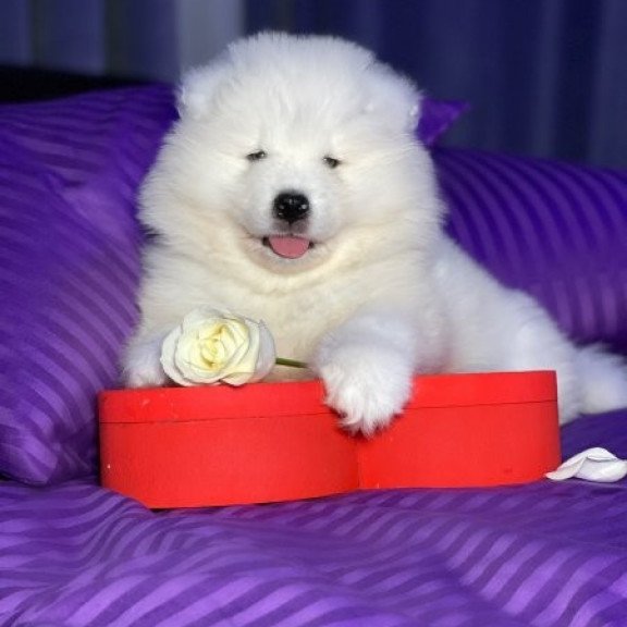 Samoyed Alva Crowned By Angels