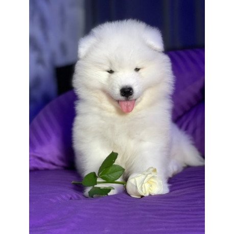 Samoyed Alva Crowned By Angels