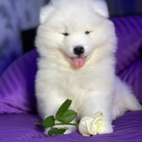 Samoyed Alva Crowned By Angels
