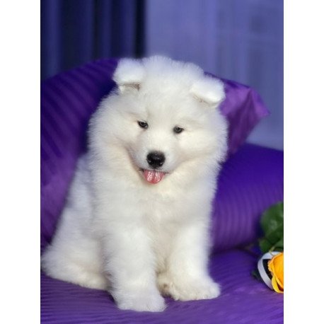 Samoyed Alva Christmas Joy