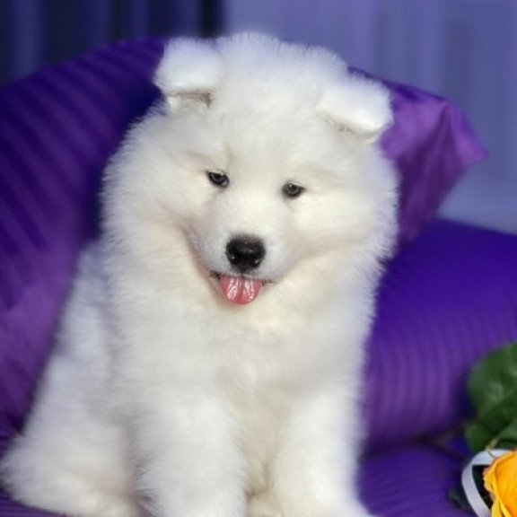 Samoyed Alva Christmas Joy