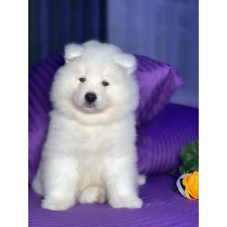 Samoyed Alva Christmas Joy