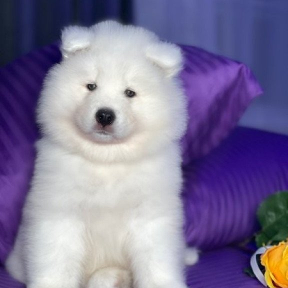 Samoyed Alva Christmas Joy