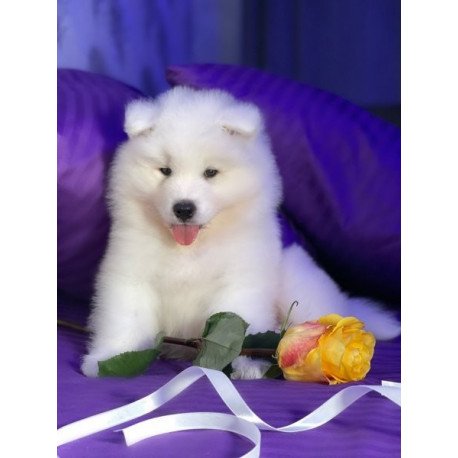 Samoyed Alva Christmas Joy