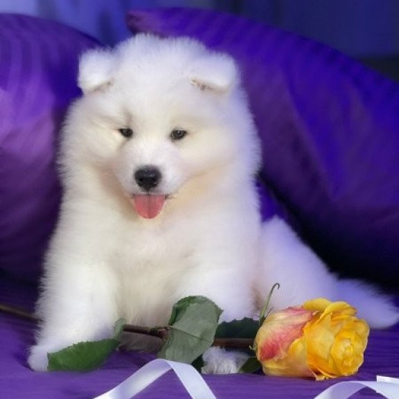 Samoyed Alva Christmas Joy